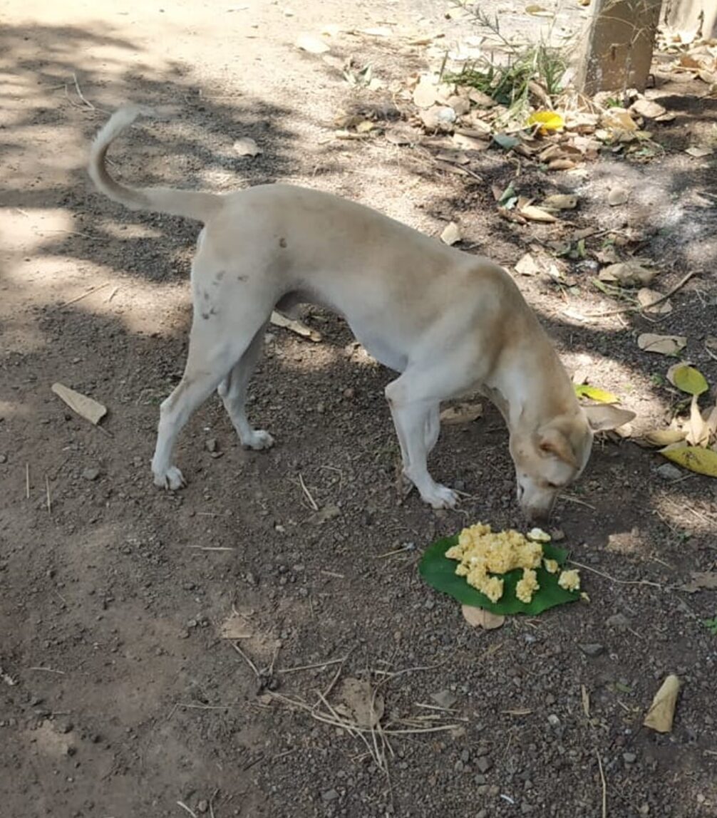 stray dos e1714642811695